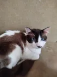 Paçoca Diego mia Roberta pipoca Maria Joaquina Lupita Maria Clara nino panda tigre branco pudim astro