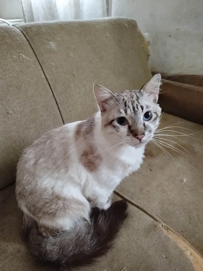 Gato ra a SRD-ViraLata idade 3 anos nome  Paçoca Diego mia Roberta pipoca Maria Joaquina Lupita Maria Clara nino panda tigre branco pudim astro 