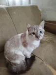 Paçoca Diego mia Roberta pipoca Maria Joaquina Lupita Maria Clara nino panda tigre branco pudim astro