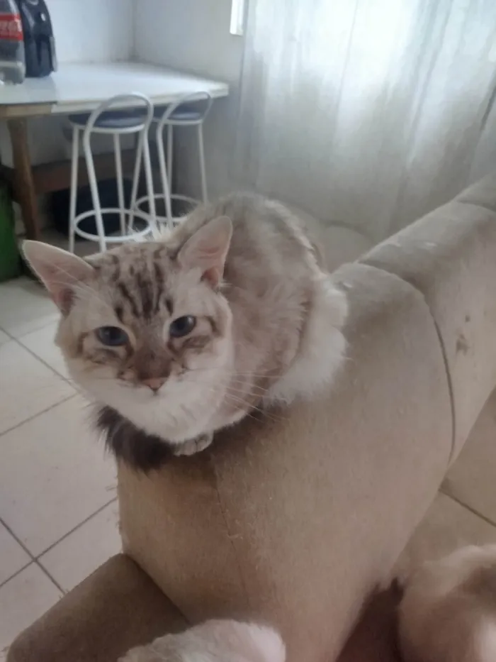 Gato ra a SRD-ViraLata idade 3 anos nome  Paçoca Diego mia Roberta pipoca Maria Joaquina Lupita Maria Clara nino panda tigre branco pudim astro 
