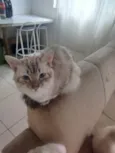 Paçoca Diego mia Roberta pipoca Maria Joaquina Lupita Maria Clara nino panda tigre branco pudim astro