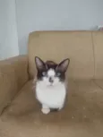 Paçoca Diego mia Roberta pipoca Maria Joaquina Lupita Maria Clara nino panda tigre branco pudim astro