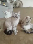  Paçoca Diego mia Roberta pipoca Maria Joaquina Lupita Maria Clara nino panda tigre branco pudim astro 