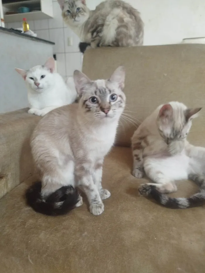 Gato ra a SRD-ViraLata idade 3 anos nome  Paçoca Diego mia Roberta pipoca Maria Joaquina Lupita Maria Clara nino panda tigre branco pudim astro 