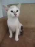  Paçoca Diego mia Roberta pipoca Maria Joaquina Lupita Maria Clara nino panda tigre branco pudim astro 
