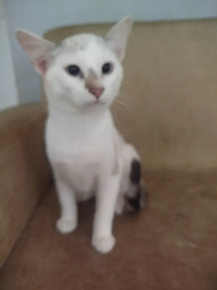 Gato ra a SRD-ViraLata idade 3 anos nome  Paçoca Diego mia Roberta pipoca Maria Joaquina Lupita Maria Clara nino panda tigre branco pudim astro 
