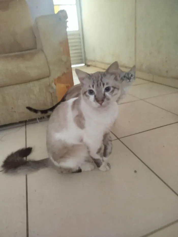 Gato ra a SRD-ViraLata idade 3 anos nome  Paçoca Diego mia Roberta pipoca Maria Joaquina Lupita Maria Clara nino panda tigre branco pudim astro 
