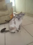 Paçoca Diego mia Roberta pipoca Maria Joaquina Lupita Maria Clara nino panda tigre branco pudim astro