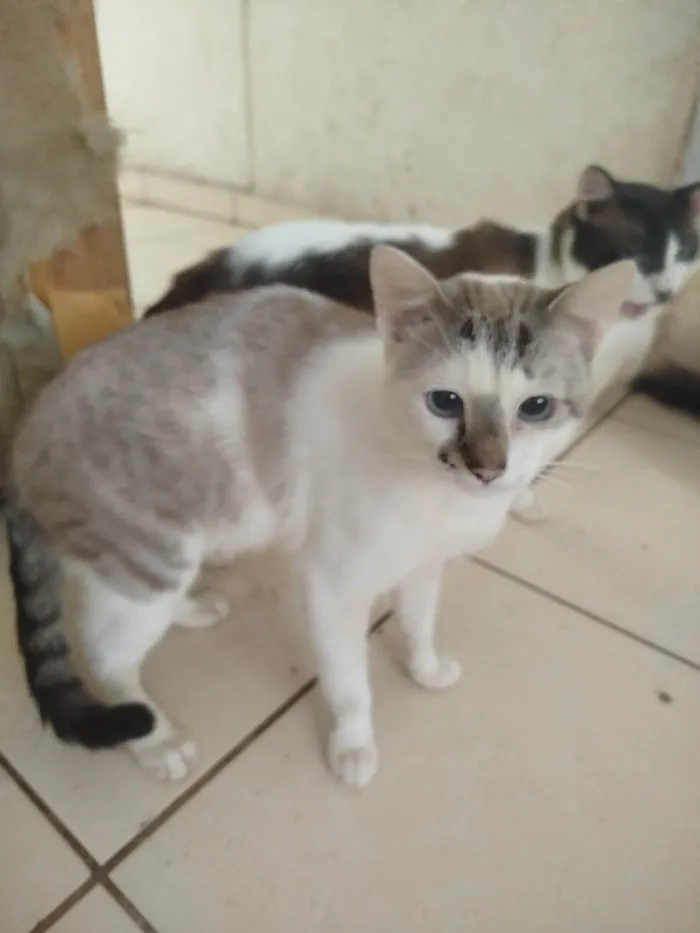 Gato ra a SRD-ViraLata idade 3 anos nome  Paçoca Diego mia Roberta pipoca Maria Joaquina Lupita Maria Clara nino panda tigre branco pudim astro 