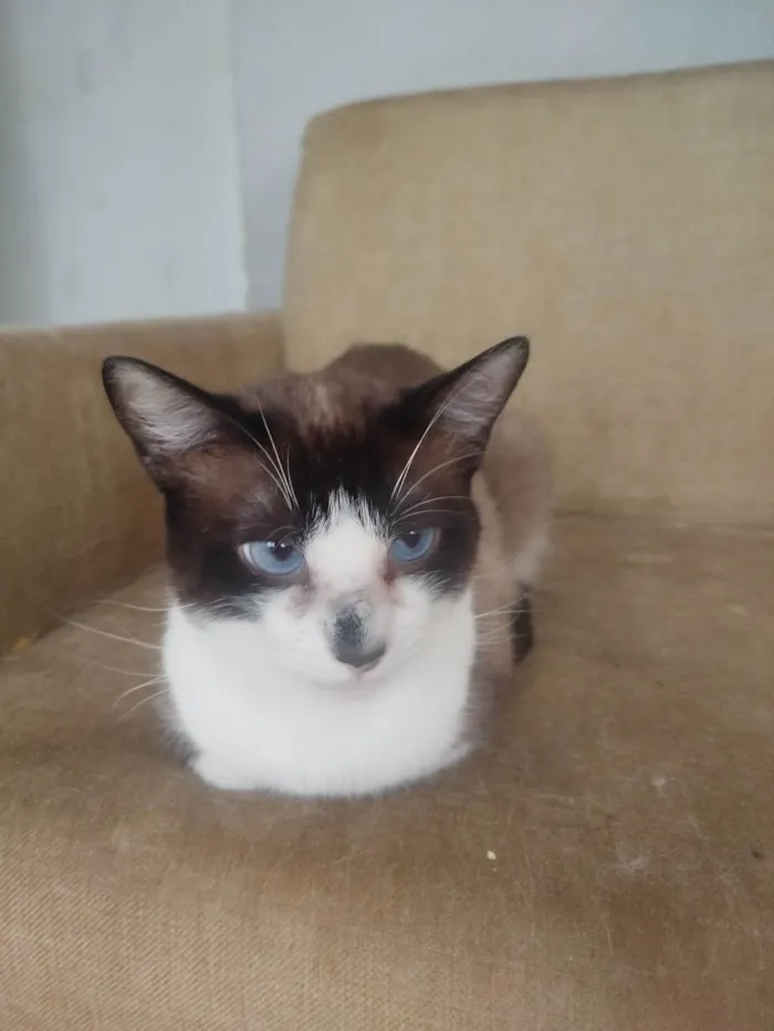 Gato ra a SRD-ViraLata idade 3 anos nome  Paçoca Diego mia Roberta pipoca Maria Joaquina Lupita Maria Clara nino panda tigre branco pudim astro 