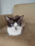 Paçoca Diego mia Roberta pipoca Maria Joaquina Lupita Maria Clara nino panda tigre branco pudim astro