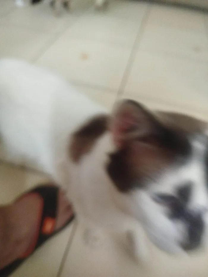 Gato ra a SRD-ViraLata idade 3 anos nome  Paçoca Diego mia Roberta pipoca Maria Joaquina Lupita Maria Clara nino panda tigre branco pudim astro 