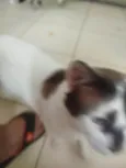 Paçoca Diego mia Roberta pipoca Maria Joaquina Lupita Maria Clara nino panda tigre branco pudim astro