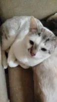  Paçoca Diego mia Roberta pipoca Maria Joaquina Lupita Maria Clara nino panda tigre branco pudim astro 