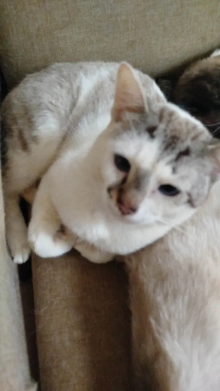 Gato ra a SRD-ViraLata idade 3 anos nome  Paçoca Diego mia Roberta pipoca Maria Joaquina Lupita Maria Clara nino panda tigre branco pudim astro 
