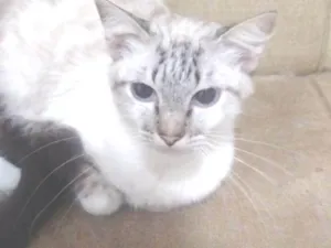 Gato raça SRD-ViraLata idade 3 anos nome  Paçoca Diego mia Roberta pipoca Maria Joaquina Lupita Maria Clara nino panda tigre branco pudim astro 