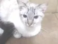 Paçoca Diego mia Roberta pipoca Maria Joaquina Lupita Maria Clara nino panda tigre branco pudim astro