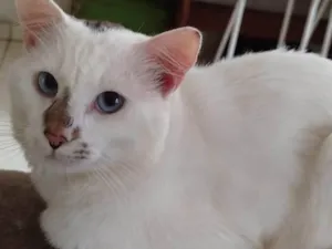 Gato raça SRD-ViraLata idade 3 anos nome  Paçoca Diego mia Roberta pipoca Maria Joaquina Lupita Maria Clara nino panda tigre branco pudim astro 