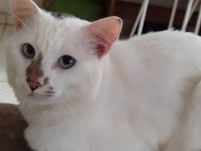 Gato raça SRD-ViraLata idade 3 anos nome  Paçoca Diego mia Roberta pipoca Maria Joaquina Lupita Maria Clara nino panda tigre branco pudim astro 