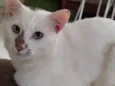 Paçoca Diego mia Roberta pipoca Maria Joaquina Lupita Maria Clara nino panda tigre branco pudim astro