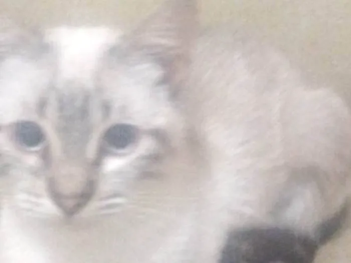 Gato ra a SRD-ViraLata idade 3 anos nome  Paçoca Diego mia Roberta pipoca Maria Joaquina Lupita Maria Clara nino panda tigre branco pudim astro 