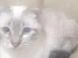 Paçoca Diego mia Roberta pipoca Maria Joaquina Lupita Maria Clara nino panda tigre branco pudim astro