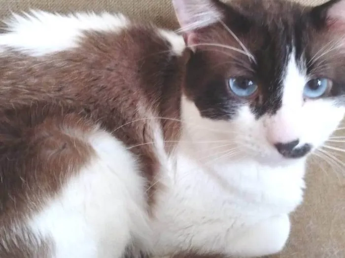 Gato ra a SRD-ViraLata idade 3 anos nome  Paçoca Diego mia Roberta pipoca Maria Joaquina Lupita Maria Clara nino panda tigre branco pudim astro 