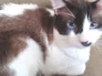 Paçoca Diego mia Roberta pipoca Maria Joaquina Lupita Maria Clara nino panda tigre branco pudim astro