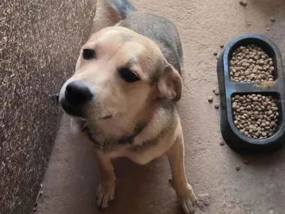 Cachorro raça SRD-ViraLata idade 7 a 11 meses nome Luffy