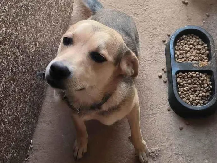 Cachorro ra a SRD-ViraLata idade 7 a 11 meses nome Luffy