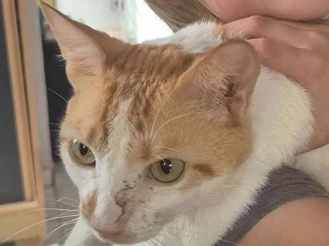 Gato ra a SRD-ViraLata idade 2 anos nome Colin