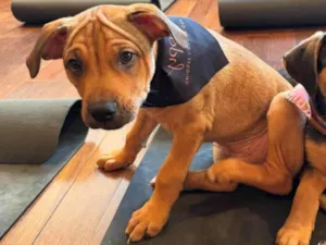 Cachorro raça SRD-ViraLata idade 2 a 6 meses nome Mauricinho 