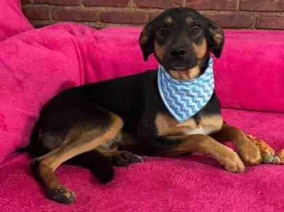 Cachorro raça SRD-ViraLata idade 2 anos nome Lady Di 