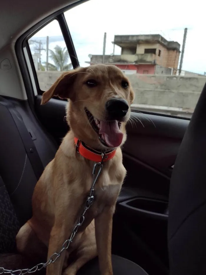 Cachorro ra a SRD-ViraLata idade 5 anos nome Paçoca 