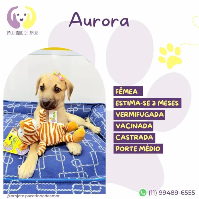 Cachorro ra a SRD-ViraLata idade Abaixo de 2 meses nome Aurora