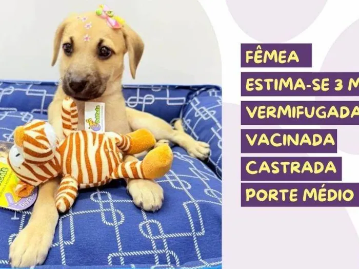 Cachorro ra a SRD-ViraLata idade Abaixo de 2 meses nome Aurora