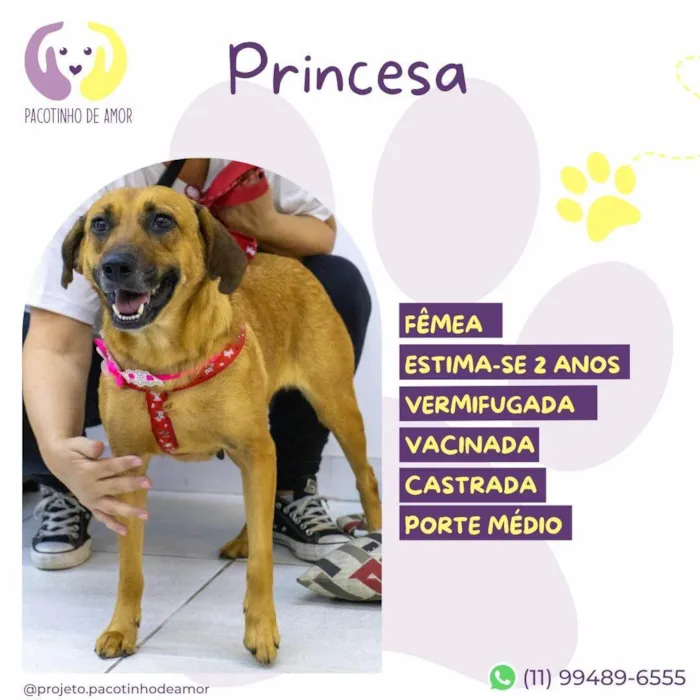Cachorro ra a SRD-ViraLata idade 2 anos nome Princesa