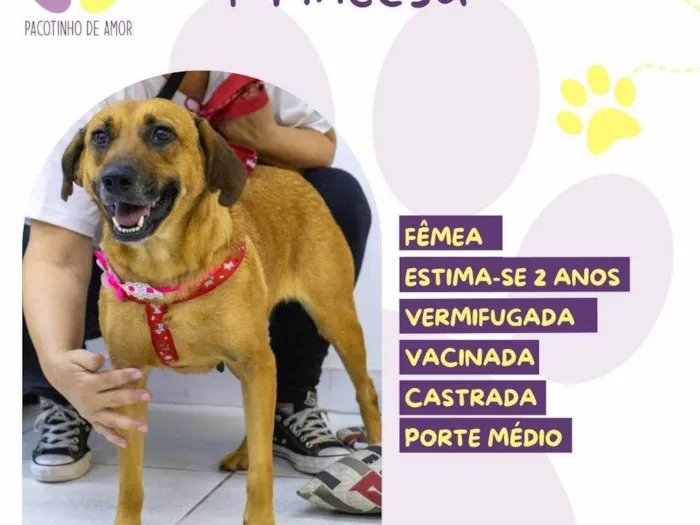 Cachorro ra a SRD-ViraLata idade 2 anos nome Princesa