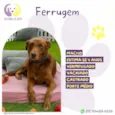 Cachorro ra a SRD-ViraLata idade 4 anos nome Ferrugem 