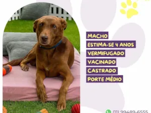 Cachorro raça SRD-ViraLata idade 4 anos nome Ferrugem 