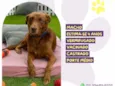 Cachorro ra a SRD-ViraLata idade 4 anos nome Ferrugem 