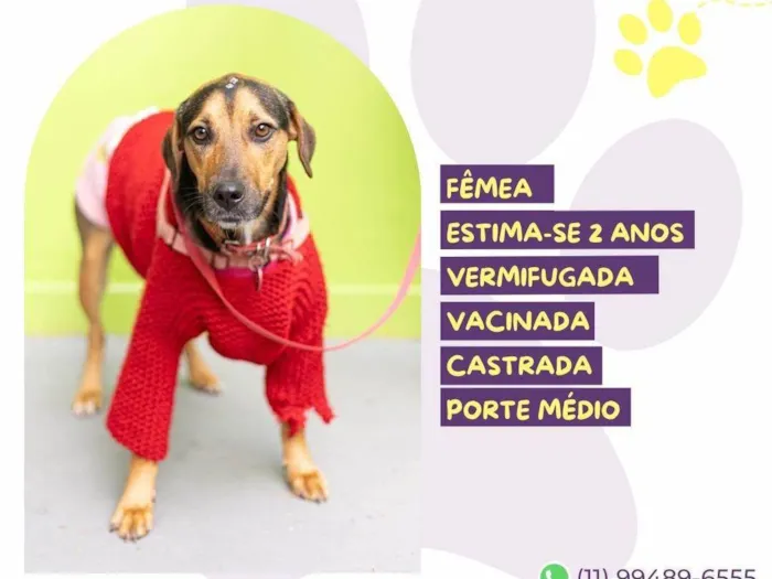 Cachorro ra a SRD-ViraLata idade 2 anos nome Amora :)