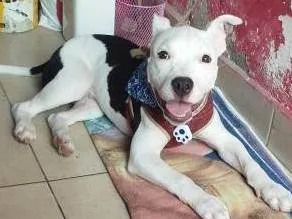 Cachorro raça Pit-Bull idade 1 ano nome Thor 