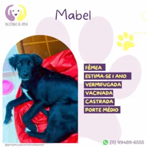 Cachorro raça SRD-ViraLata idade 1 ano nome Mabel