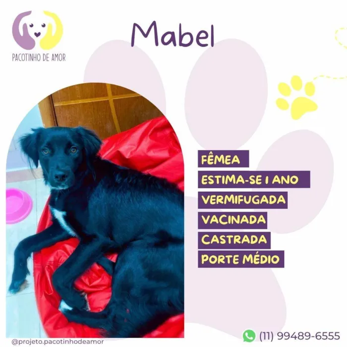 Cachorro ra a SRD-ViraLata idade 1 ano nome Mabel