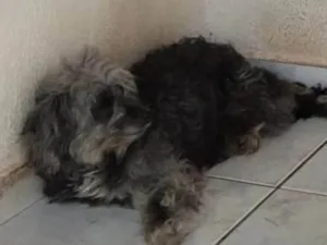 Cachorro raça Poodle idade 7 a 11 meses nome Amora 