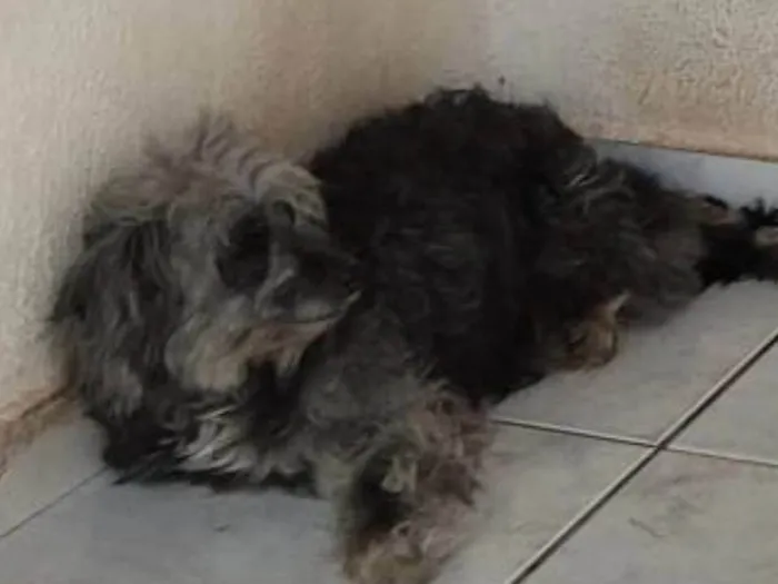Cachorro ra a Poodle idade 7 a 11 meses nome Amora