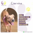 Clarinha