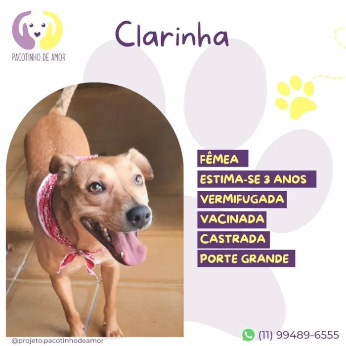 Cachorro ra a SRD-ViraLata idade 3 anos nome Clarinha