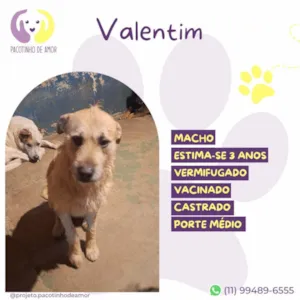 Cachorro raça SRD-ViraLata idade 3 anos nome Valentim